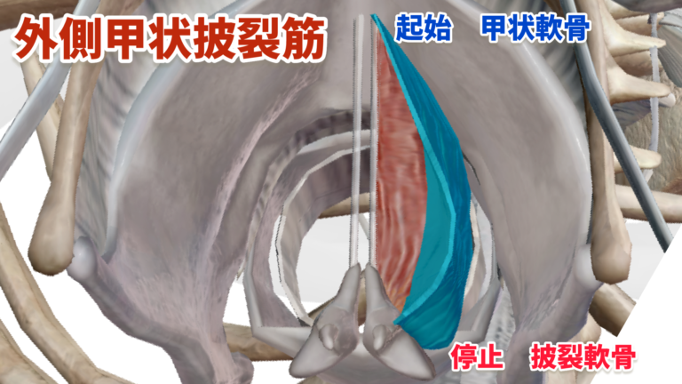 「内喉頭筋群」について詳細に解説!鍛える前に知っておくこと(声楽・合唱) | 〈声楽・ピアノ専科〉鹿児島(かごしま)音楽教室「Sing!」谷山