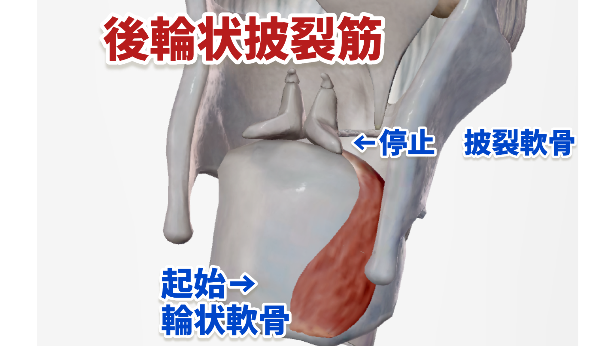 「内喉頭筋群」について詳細に解説!鍛える前に知っておくこと(声楽・合唱) | 〈声楽・ピアノ専科〉鹿児島(かごしま)音楽教室「Sing!」谷山