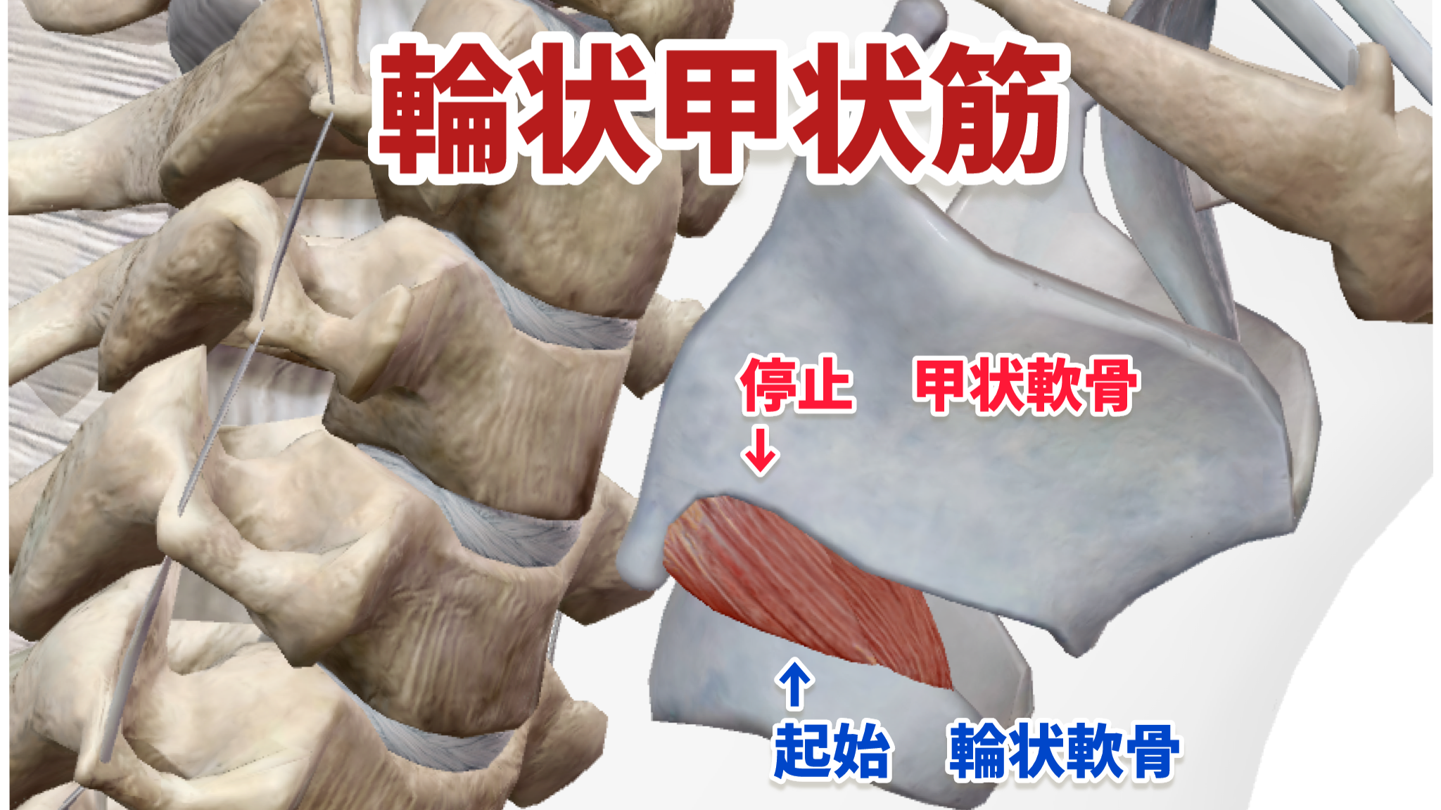 「内喉頭筋群」について詳細に解説!鍛える前に知っておくこと(声楽・合唱) | 〈声楽・ピアノ専科〉鹿児島(かごしま)音楽教室「Sing!」谷山