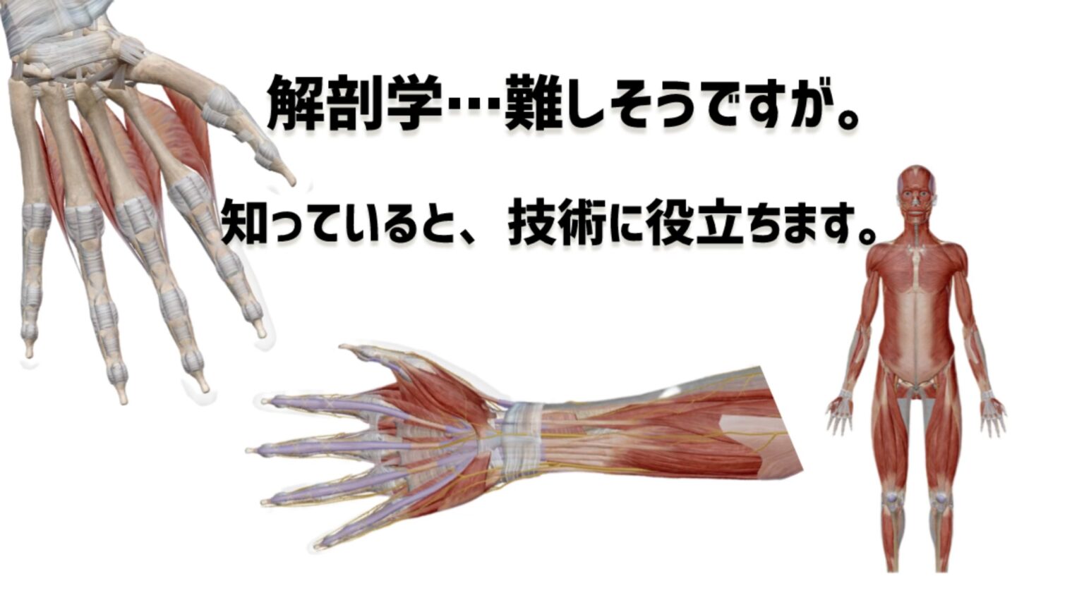 ピアノ学習者のための、指の解剖学〜第1回「筋肉の基本特性」 | 〈声楽・ピアノ専科〉鹿児島(かごしま)音楽教室「Sing!」谷山