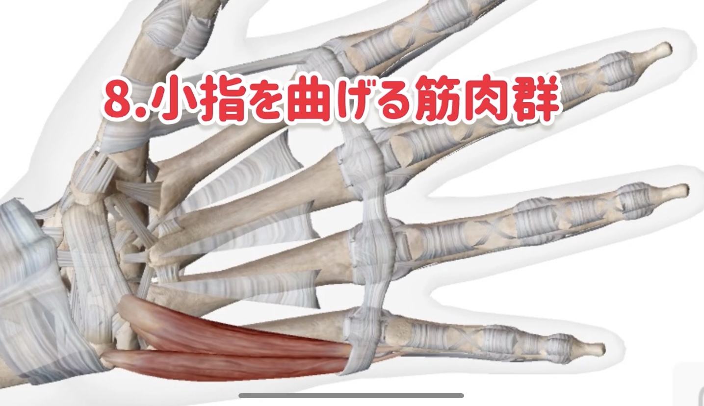 ピアノ学習者のための、指の解剖学〜第4回〜親指、小指の筋肉 | 〈声楽・ピアノ専科〉鹿児島(かごしま)音楽教室「Sing!」谷山