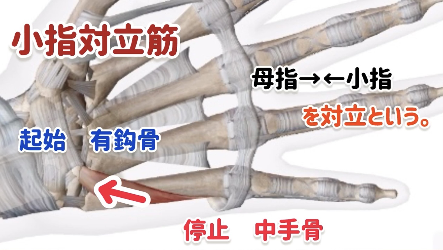 ピアノ学習者のための、指の解剖学〜第4回〜親指、小指の筋肉 | 〈声楽・ピアノ専科〉鹿児島(かごしま)音楽教室「Sing!」谷山