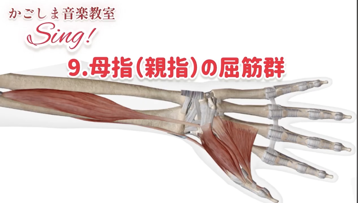 ピアノ学習者のための、指の解剖学〜第4回〜親指、小指の筋肉 | 〈声楽・ピアノ専科〉鹿児島(かごしま)音楽教室「Sing!」谷山