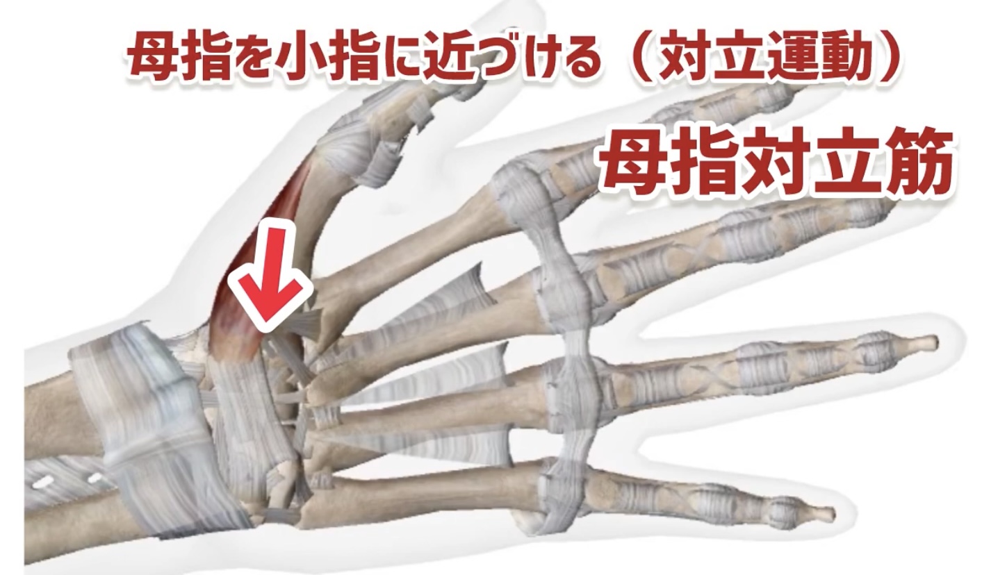 ピアノ学習者のための、指の解剖学〜第4回〜親指、小指の筋肉 | 〈声楽・ピアノ専科〉鹿児島(かごしま)音楽教室「Sing!」谷山