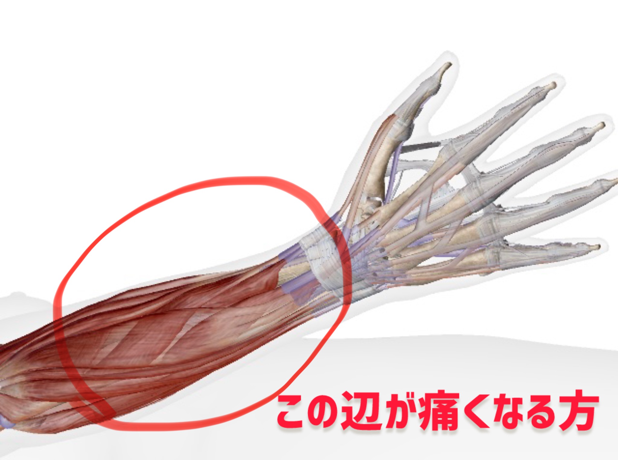 ピアノ学習者のための「身体の解剖学」〜前腕編〜 | 〈声楽・ピアノ専科〉鹿児島(かごしま)音楽教室「Sing!」谷山