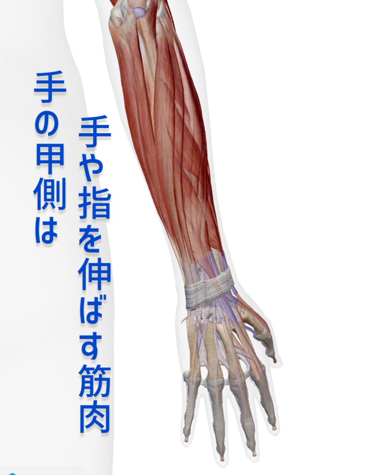 ピアノ学習者のための「身体の解剖学」〜前腕編〜 | 〈声楽・ピアノ専科〉鹿児島(かごしま)音楽教室「Sing!」谷山