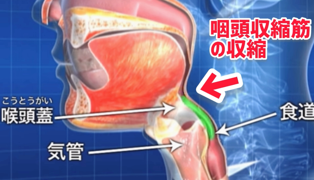喉がしまる人と喉が開く人の違い。 | 〈声楽・ピアノ専科〉鹿児島(かごしま)音楽教室「Sing!」谷山